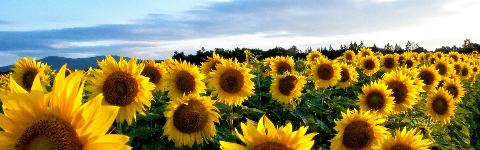 sunflowers with blue sky