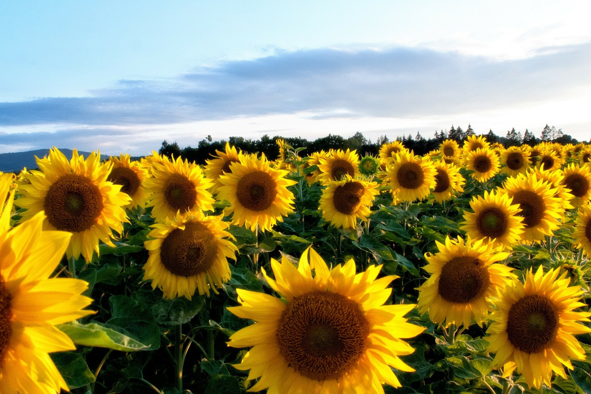 sunflowers with blue sky